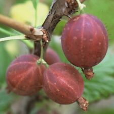 Hinnonmäki rot Stachelbeere Busch Halbstamm Fußstamm Hochstamm