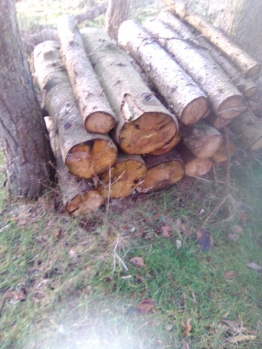 Stammholz kaminholz brennholz - stammholz,