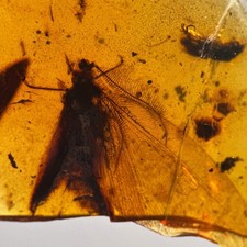 LACEWING (Psychopsoidea ?) in Burmesisch / Burmit Bernstein Fossil / 100% echt 