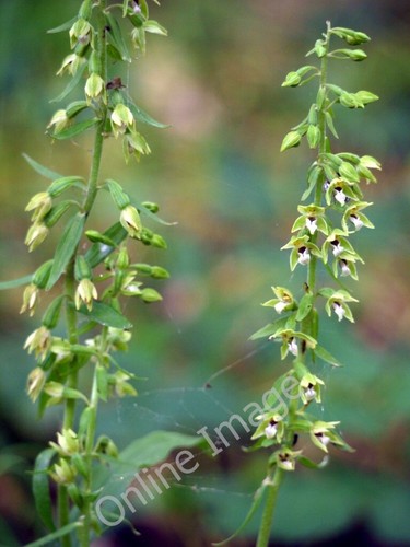 Foto 6x4 düne helleborine - 6x4,