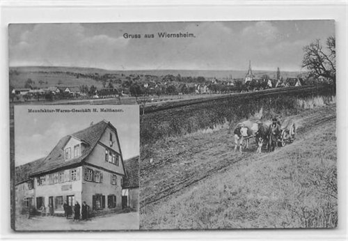 Wiernsheim ochsengespann - wiernsheim.,