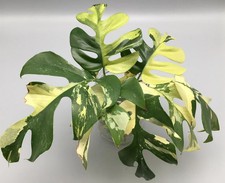 80002803 Monstera Minima variegata Rhaphidophora tetrasperma 2 Samen