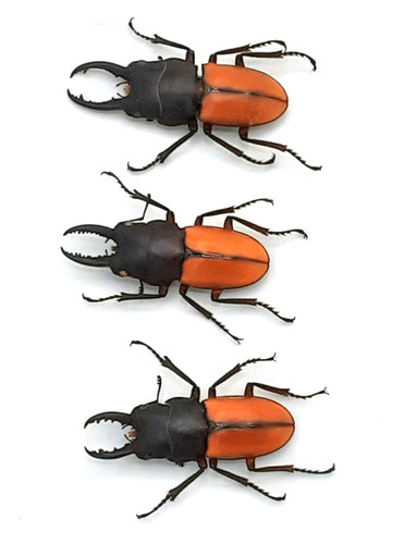 Lucanidae prosopocoilus - lucanidae,,