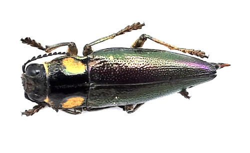 Buprestidae cyphogastra - buprestidae,,