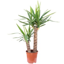 Palmlilie 2-stämmig - Yucca Elephantipes Palme 45/20 - Höhe ca. 80 cm, Topf-Ø 17