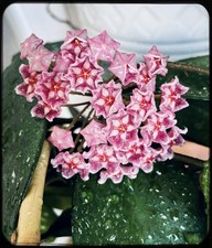 Rare hoya bright one - rare,