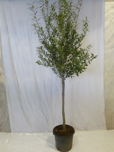 Palmenlager xl olivenbaum - xl,