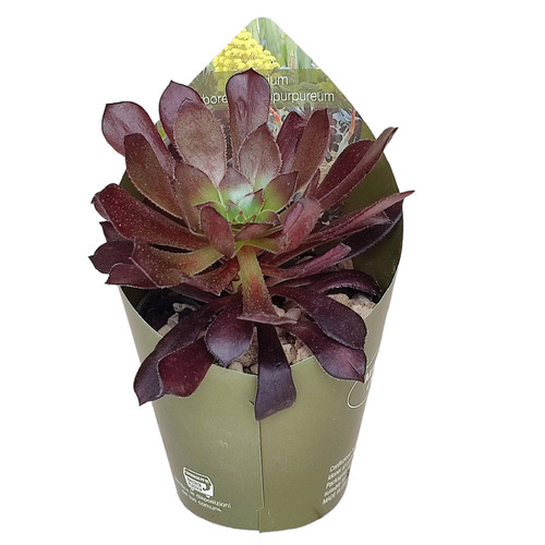 Aeonium arboreum atropurpureum