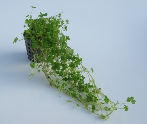 Hydrocotyle tripatita mini - hydrocotyle,