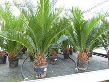 Cycas Revoluta Bonsai 40 - 60 cm Palmfarn Sagopalme Palme, innen + außen