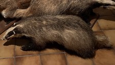 Tierpräparat ausgestopfter Dachs, älteres Exemplar