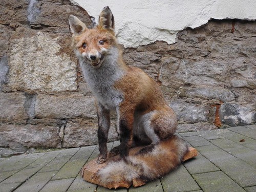Fuchs rotfuchs präparat - fuchs,