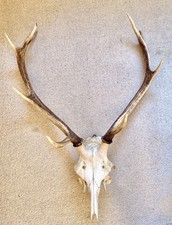 Hirschgeweih, 9 Ender