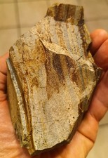 N-89: ? Schönes Stück versteinertes Holz – ca. 495 g