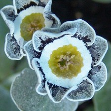  Candida  Aurikel Alpenaurikel Primel  Primula X Pupescens Primula X Aurikula