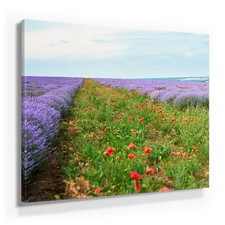 Lavendel Bilder als Leinwandbild Wandbild Lavendel Deko Bilder Leinwand, Blüte