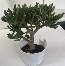 Crassula portulacea Glücksbaum Geldbaum Dickblatt Sukkulente Pfennigbaum 5