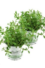 2x Berg-Bohnenkraut, Pflanze Bergbohnenkraut, Satureja montana im Doppelpack