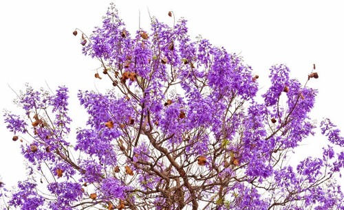 Samen der palisander baum - samen,