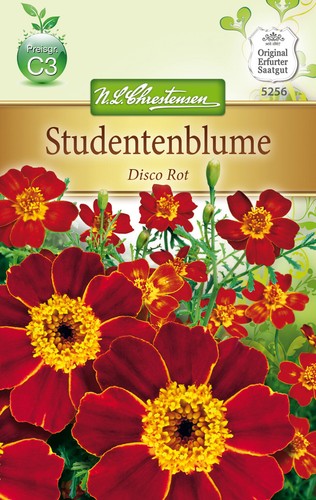 Studentenblume disco rot samen - studentenblume,