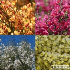 Edelginster Farbmix Besenginster Ginster Cytisus scoparius 20 Samen Blütenwunder