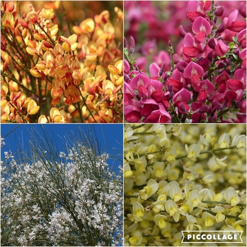Edelginster farbmix - edelginster,