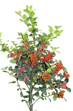 Stechpalme Ilex Heckenfee Hochstamm 80 - 100 cm Ilex Meserveae
