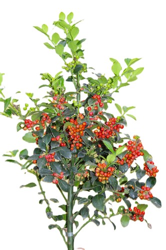 Stechpalme ilex heckenfee - stechpalme,