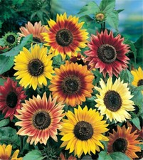 SONNENBLUMEN MIX 100 Samen Mehrfarbig Sortenreich Blumensamen Bienen 🌻🌺