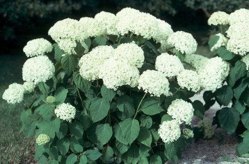 Hortensie annabell weiß - hortensie,