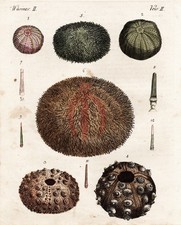 Meerigel Seeigel sea urchin Wurm worm Würmer worms Kupferstich Bertuch 1792