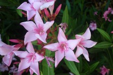 Oleander Pflanze VILLA ROMAINE  3l Topf  sehr frosthart, rosa 50-60cm