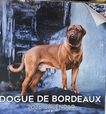 Dogue de Bordeaux Hund Mastiff