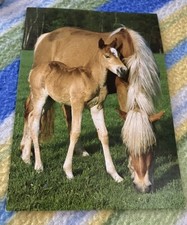 Postkarte Haflinger Stute mit Fohlen
