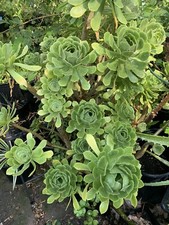 Aeonium Arboreum Tree Green