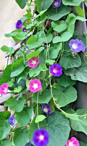 Samen prunkwinde aus - 🌸60,
