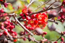 Chaenomeles japonica 'Cido'