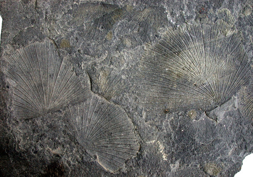 Trias große platte mit - trias,