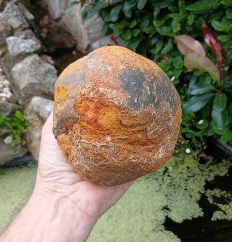 Fossile crinoid float bulb - fossile, ~