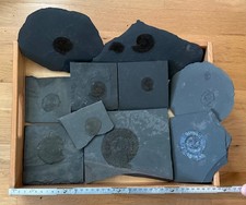 Ammoniten/Fossilien aus