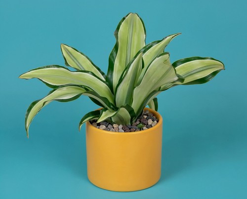 Drachenbaum dracaena fragrans - drachenbaum,