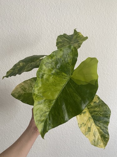 Alocasia gageana aurea 45 - ca.,