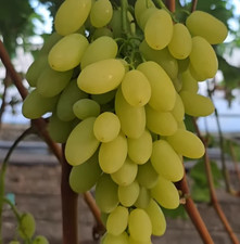 Weinreben Tafeltrauben neue