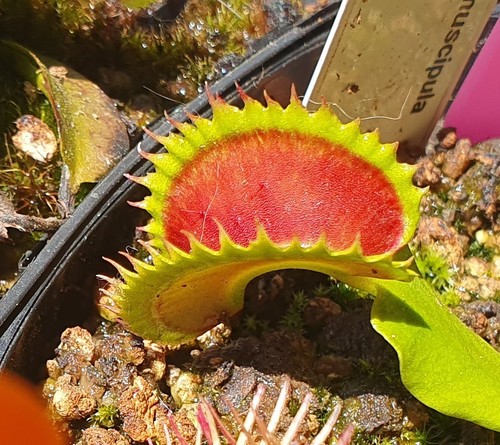 Dionaea muscipula dracula - dionaea,