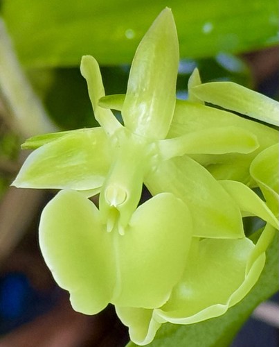 Epidendrum coriifolium species - epidendrum,