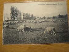 AK Gruß vom Truppenübungsplatz Ohrdruf, Schafe am Weiden, gelaufen 1913