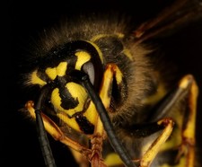 Makro/Ringblitz für