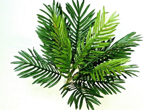 Sonderangebot palme - !,
