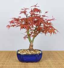 Bonsai Outdoor, Roter