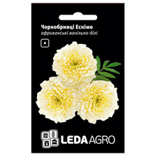 Tagetes Eskimo